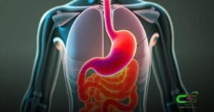 Estômago: Entenda Sua Localização e Funções no Corpo
