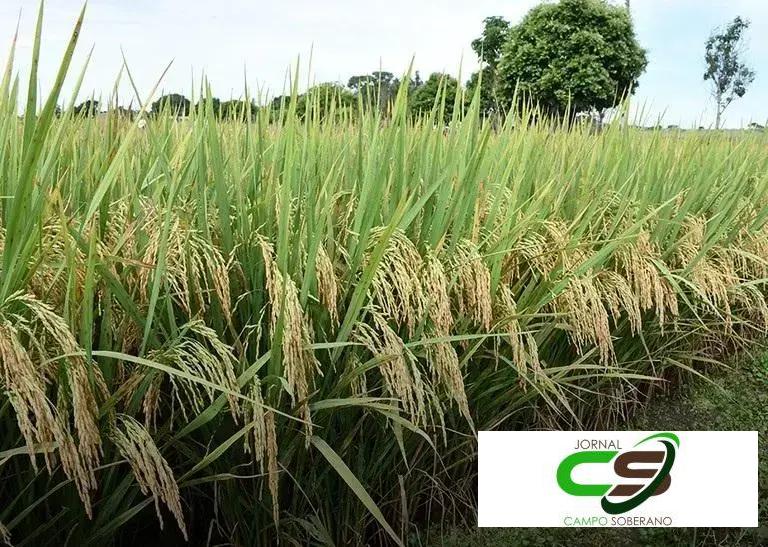 Federarroz Pede Extensão do Zoneamento Agrícola para Arroz