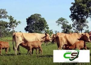 Inseminação Artificial: Como a Inovação Melhora o Bem-Estar das Novilhas