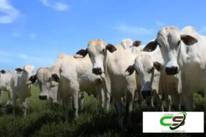 Preço do Bezerro: Nova Queda no Mato Grosso do Sul