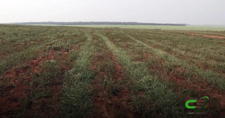 5 Benefícios da Reforma de Pasto com Estilosantes na ILP