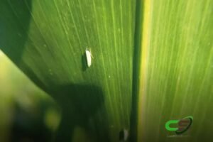 5 Inovações em Tecnologia Orgânica para Combater a Cigarrinha