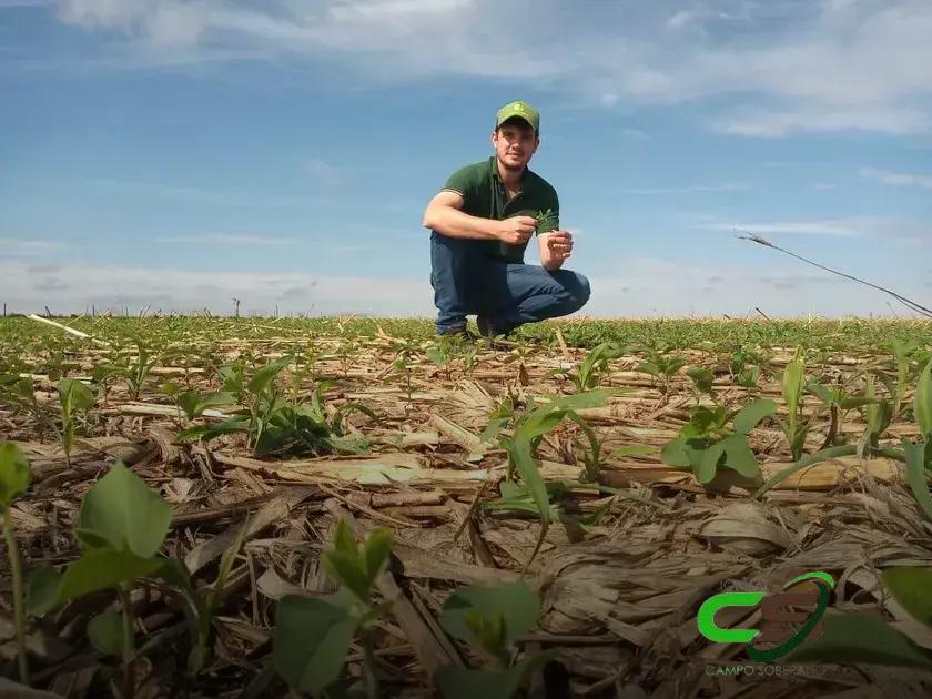 Atualização sobre o Plantio e Colheita da Soja no Brasil em 2023