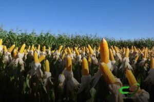 Brasil deve produzir até 128 milhões de toneladas de milho na safra 2024/25