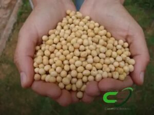 Cenário Internacional: Oportunidades e Desafios para a Soja Brasileira