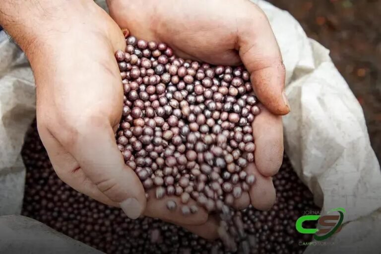 Centros de Distribuição de Sementes: A Solução para Problemas no Plantio