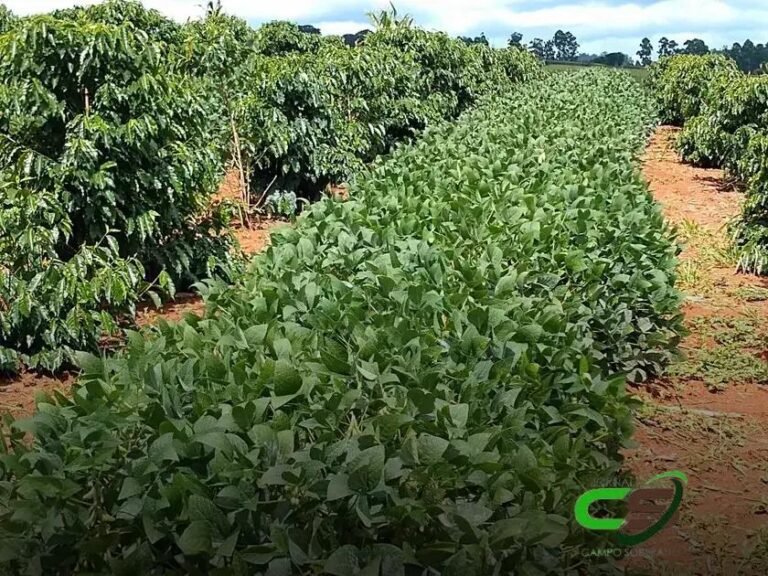 Como as Chuvas de Outubro Garantem a Floração do Café