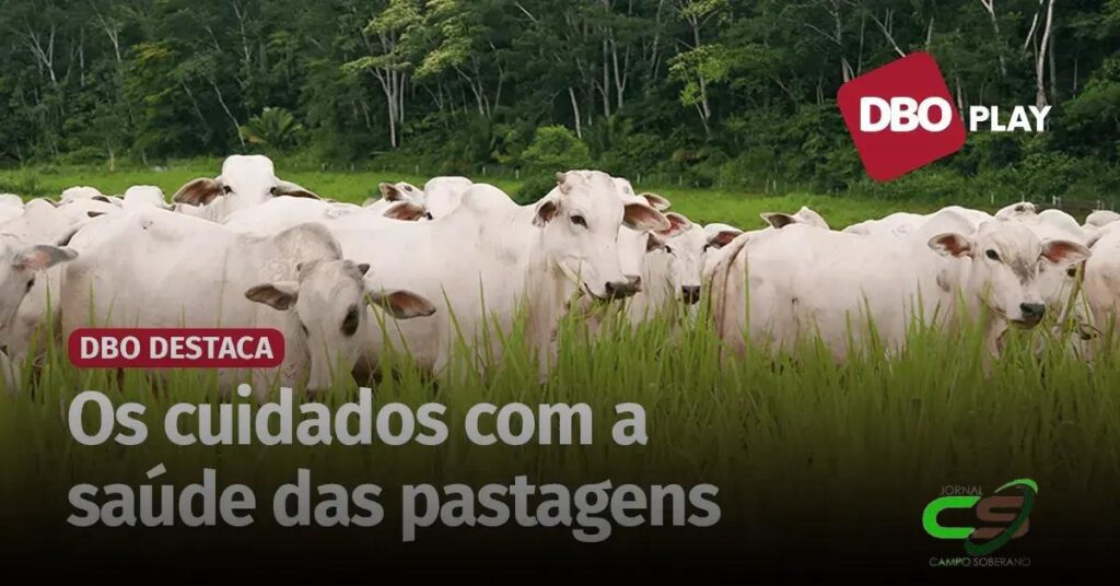 Como o Tratamento de Sementes Aumenta a Produtividade das Pastagens