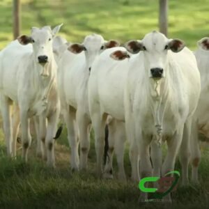 Exportação de Carne Bovino: 202,5 Mil Toneladas em Dezembro/24