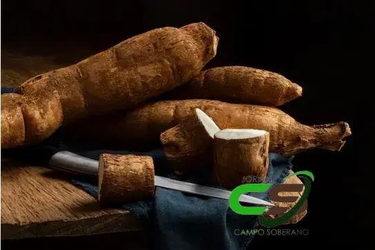 Mandioca: Preços em Outubro Batem Recorde em 14 Meses