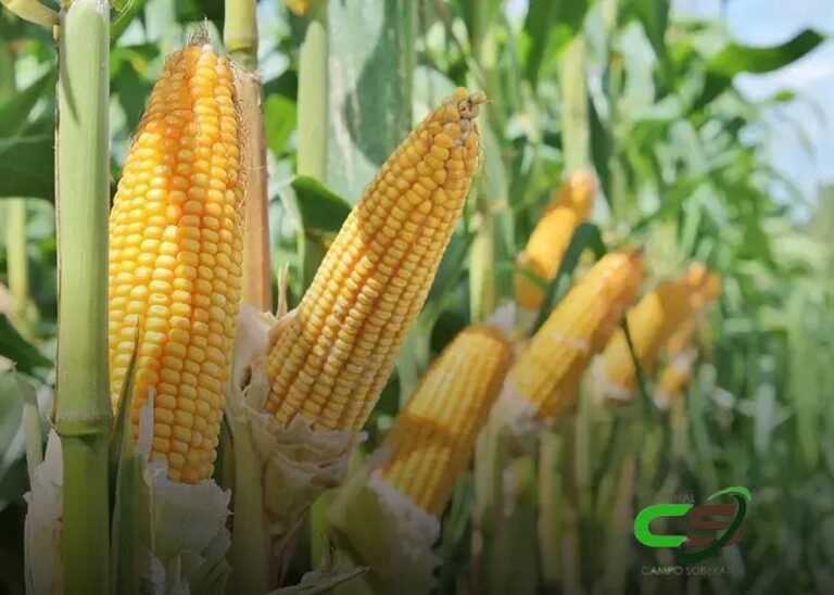 Milho: Preço se Aproxima dos R$ 70 por Saca de 60 kg