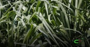 O Futuro da Brachiaria: Inovações e Sustentabilidade na Pecuária