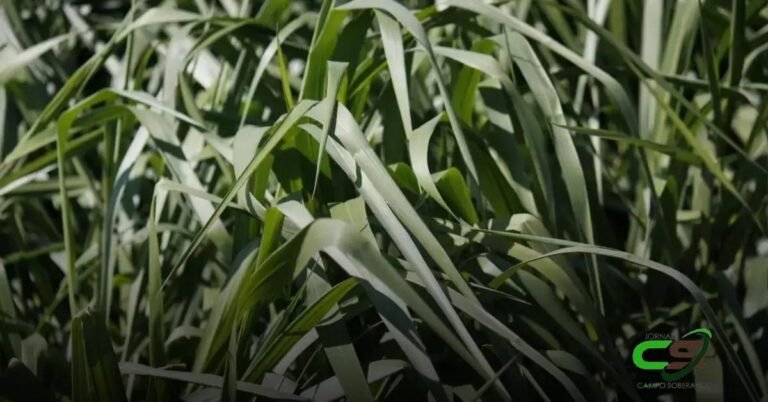 O Futuro da Brachiaria: Inovações e Sustentabilidade na Pecuária