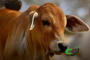 Preço do Bezerro Ultrapassa R$ 400/@: O Que Esperar?