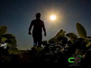 Projeções para a Soja: Expectativas e Impactos do USDA