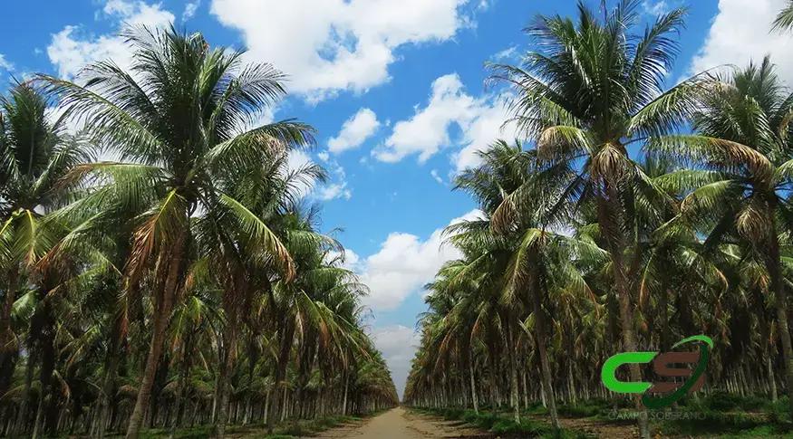 Sergipe: Descubra Por Que É Muito Mais Que a Terra do Caranguejo