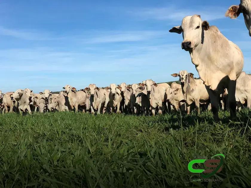 Tocantins: Boiada Confinada e Bem Acabada Chega a 20@