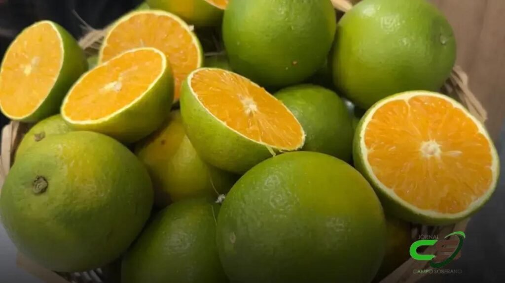 5 Dicas para o Desenvolvimento Saudável de Pomares de Laranja