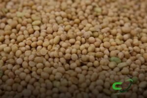 5 Soluções para a Moratória da Soja: O Que Você Precisa Saber