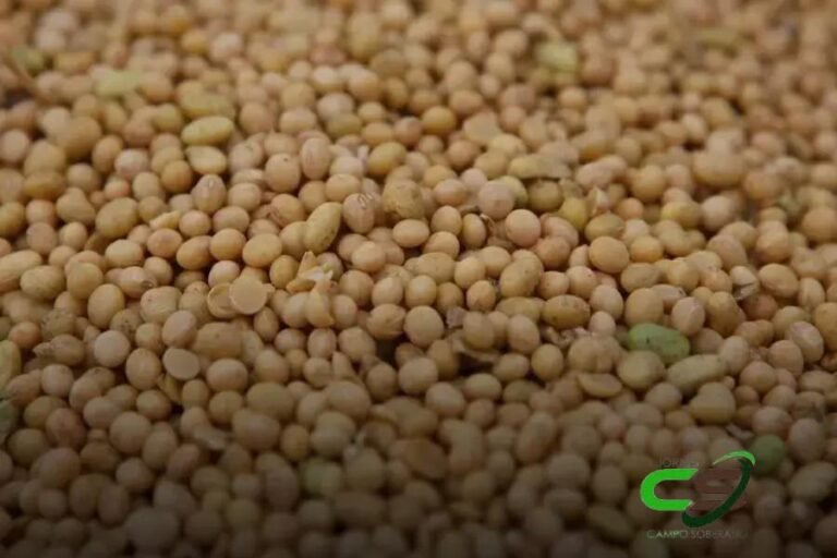 5 Soluções para a Moratória da Soja: O Que Você Precisa Saber