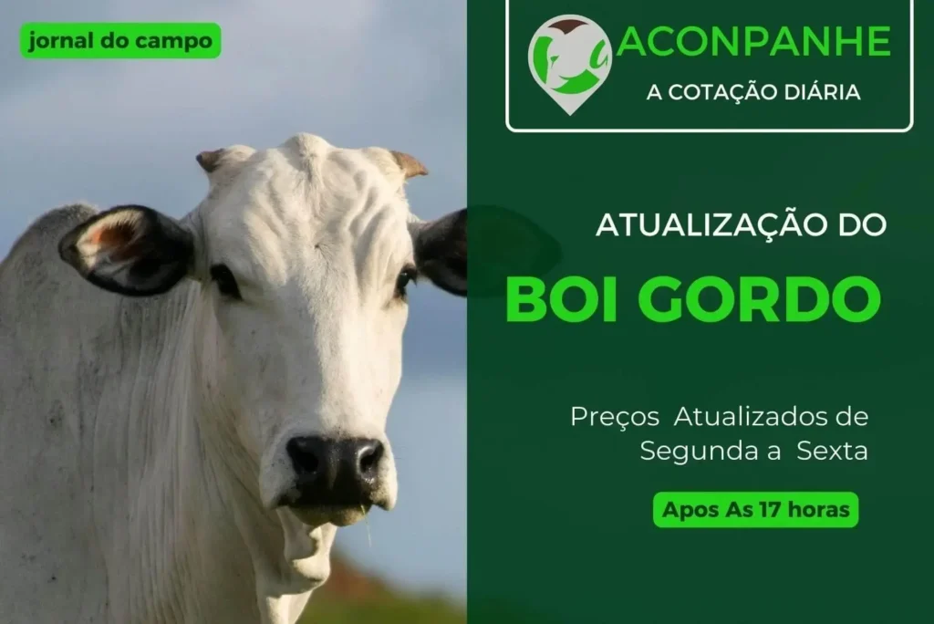 Atualização da cotação do boi gordo no Brasil: preços em destaque