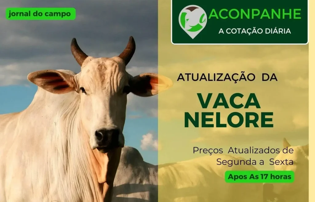 Atualização das cotações da vaca gorda em fevereiro de 2025