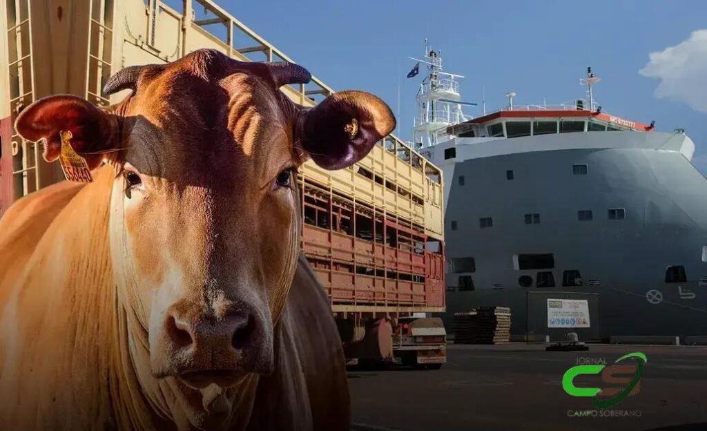 Brasil Bate Recorde: 1 Milhão de Cabeças de Gado Vivo Exportadas