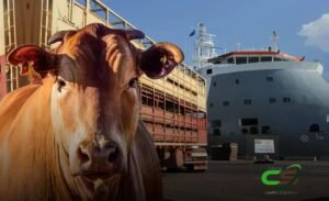 Brasil Bate Recorde: 1 Milhão de Cabeças de Gado Vivo Exportadas