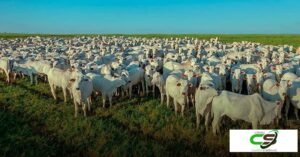 Cotação de Novilha Gorda: Preços por Região em Fevereiro de 2025