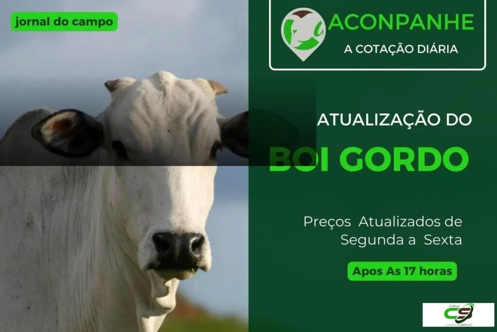 Cotação do Boi Gordo: Preços e Tendências do Mercado em Fevereiro