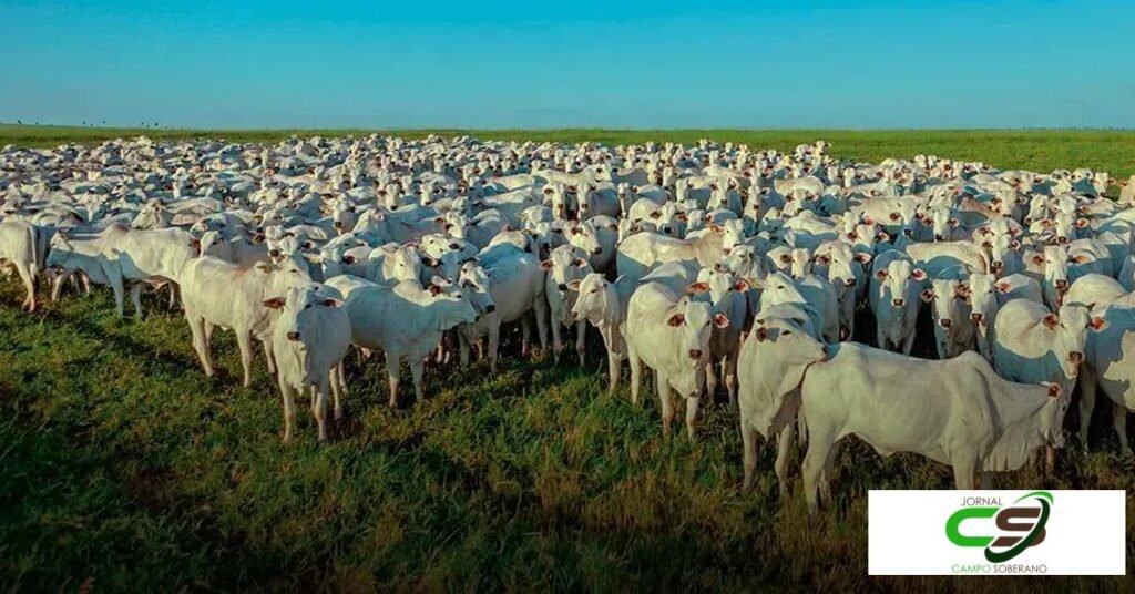 Cotações atualizadas de novilha gorda no mercado brasileiro