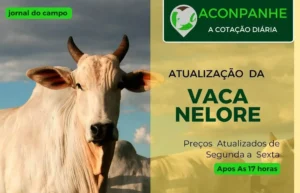 Cotações da Vaca Gorda: Preços Atualizados em Fevereiro de 2025