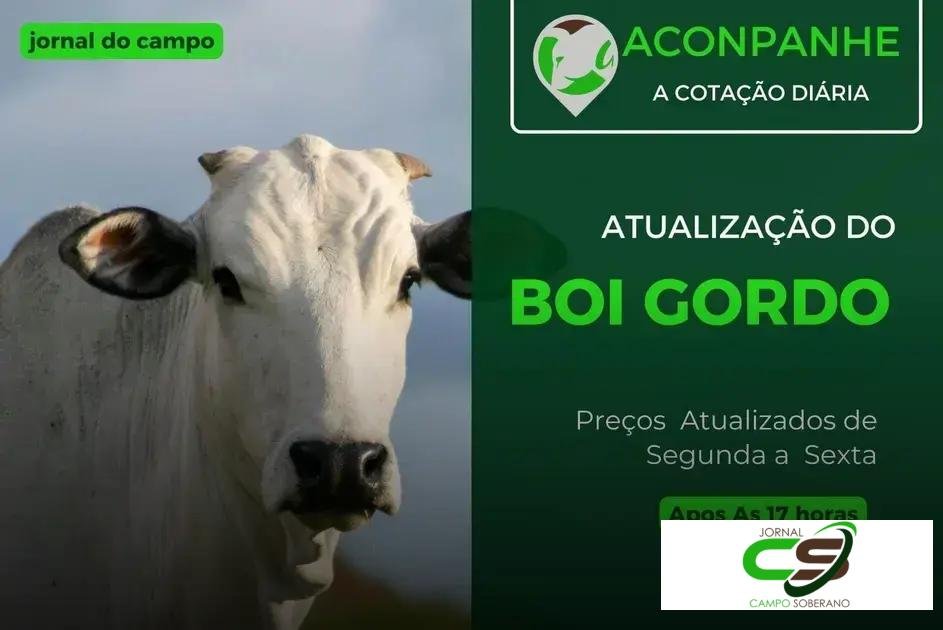 Cotações do Boi Gordo de Fevereiro: Preços e Tendências do Mercado