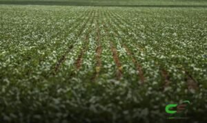 Paraná Inicia Plantio da 2ª Safra de Milho em 2,56 Milhões de Hectares