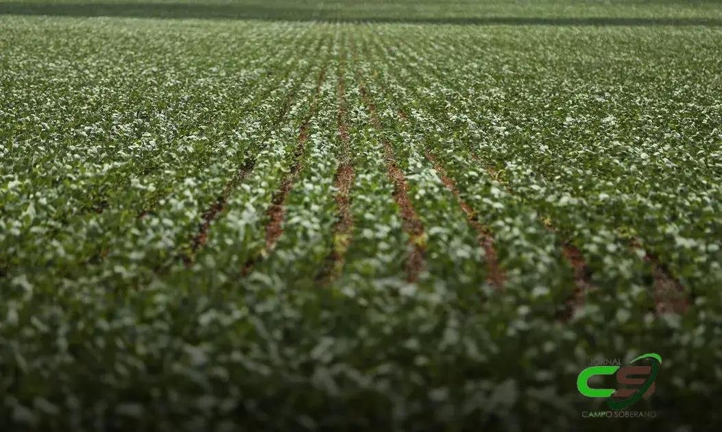 Paraná Inicia Plantio da 2ª Safra de Milho em 2,56 Milhões de Hectares Paraná Inicia Plantio da 2ª Safra de Milho em 2,56 Milhões de Hectares