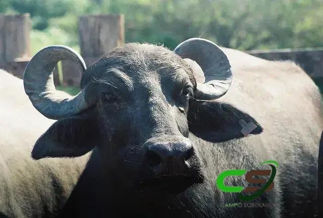 Surto de Febre Aftosa na Alemanha: O Que Você Precisa Saber