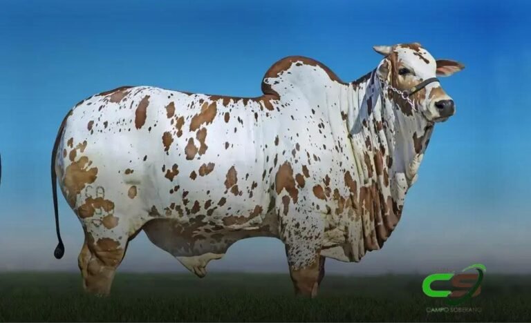 Touro: O Protagonista do Ciclo Vitorioso do Nelore Pintado