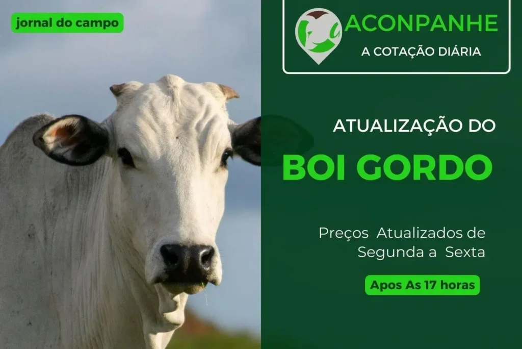 Cotação do Boi Gordo: Preços Atualizados em Março de 2025