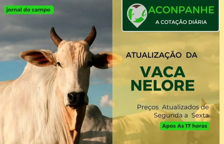 Cotações da Vaca Gorda: Como estão os preços em fevereiro de 2025?