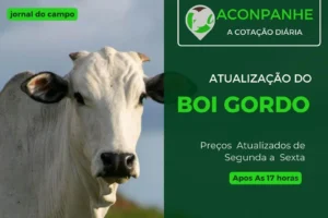 Cotações do mercado de boi gordo: dados atualizados em março de 2025
