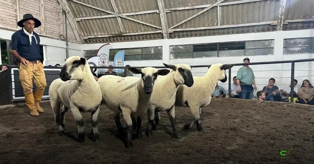 18ª Agrovino em Bagé movimenta R$ 1,4 milhão e reforça genética