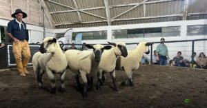 18ª Agrovino em Bagé movimenta R$ 1,4 milhão e reforça genética