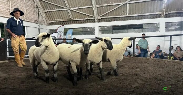 18ª Agrovino em Bagé movimenta R$ 1,4 milhão e reforça genética