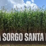 5 dicas para comprar Sementes do Mega Sorgo santa elisa para Brasilia;