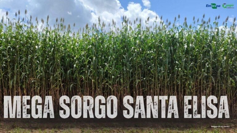 5 dicas para comprar Sementes do Mega Sorgo santa elisa para Brasilia;