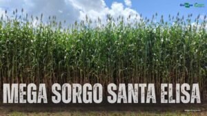 5 dicas para comprar Sementes do Mega Sorgo santa elisa para marabá;