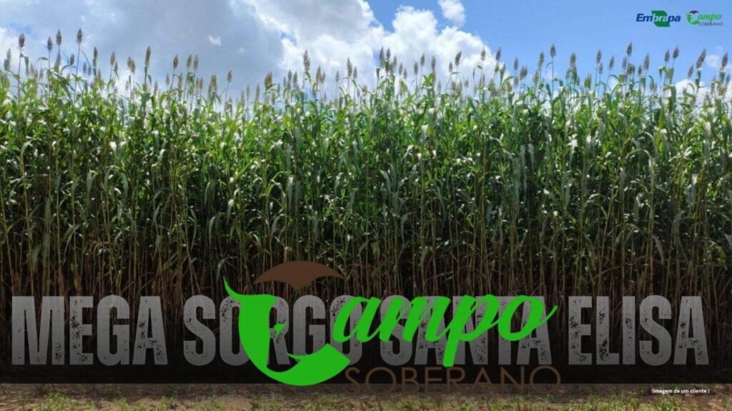 7 dicas para comprar Sementes do Mega Sorgo para juazeiro do norte 1 7 dicas para comprar Sementes do Mega Sorgo para juazeiro do norte