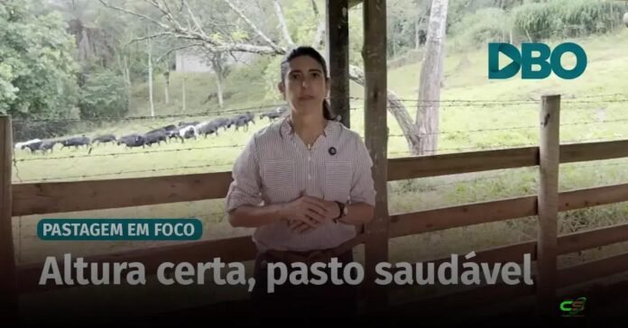 A regra de ouro do manejo: como a altura do pasto impacta produtividade