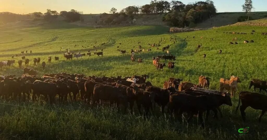 Adapar endurece regras para combater brucelose e tuberculose bovina