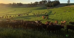 Adapar endurece regras para combater brucelose e tuberculose bovina
